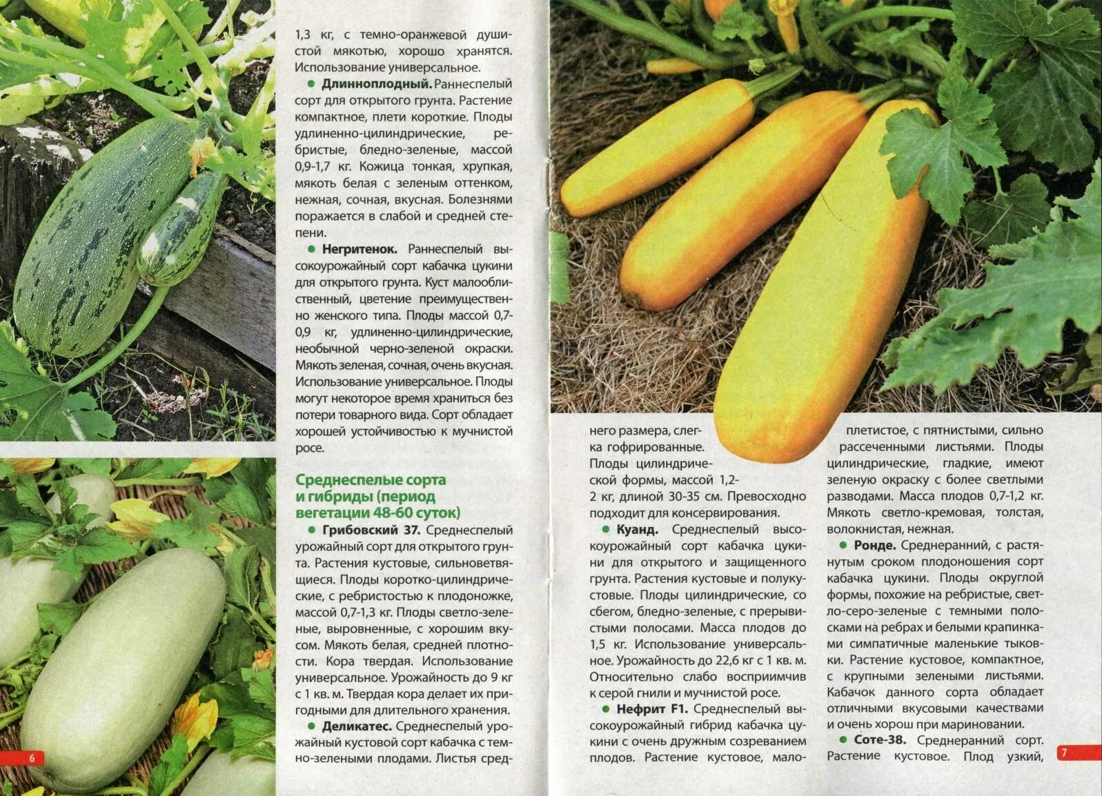 Кабачок сангрум f1. Кабачок цукеша 12шт /10. Кабачок сорт грибовские 37. Кустовые цукини и кабачки. Сорт длинных кабачков и тонких.