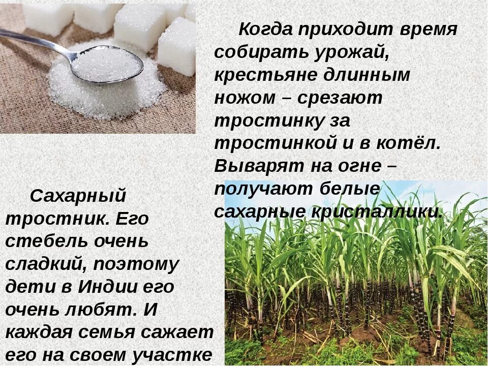 Из чего получают сахар. Сообщение о сахарном тростнике. Сахарный тростник доклад. Сахаристость сахарного тростника. Сахарный тростник презентация.