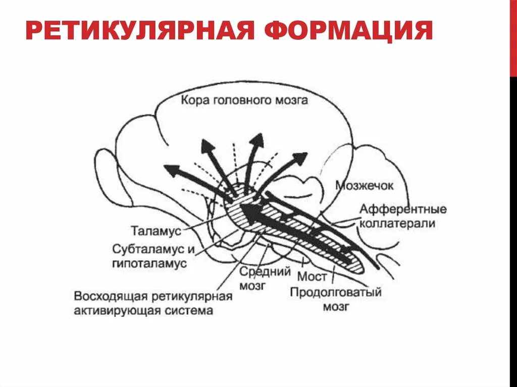Ядра ретикулярной формации схема. Парамедианная ретикулярная формация. Восходящая активирующая система ретикулярной формации. Ретикулярная формация головного мозга восходящая.