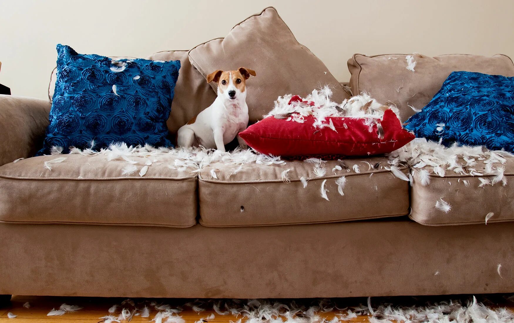 Диван для собаки. Мебель мягкая для домашних питомцев. Рваный диван. Собака на рваном диване.