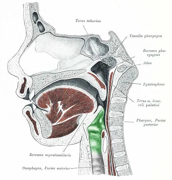 Ostium pharyngeum tubae auditivae. Певческие узелки гортани. Узелки на голосовых связках.