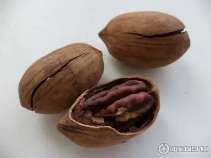 Орех который похож на грецкий орех