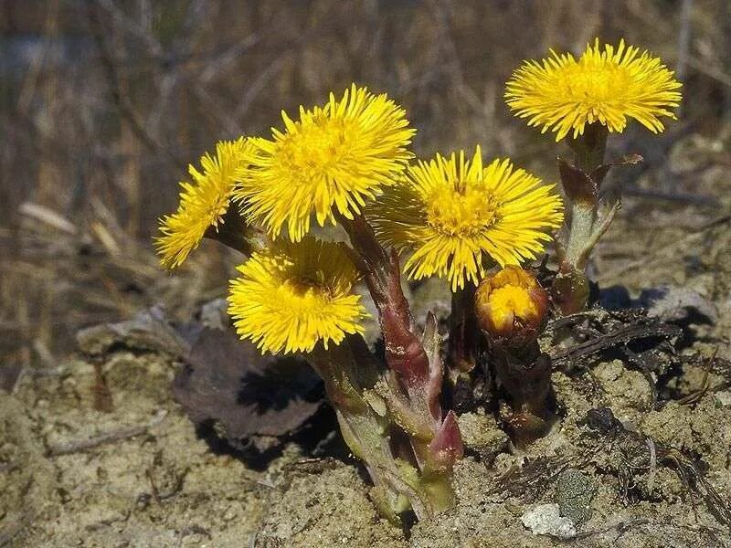 Когда зацветает мать и мачеха. Первоцветы мать-и-мачеха. Первые цветы весной мать и мачеха. Мать и мачеха цветок. Мать и мачеха первые весенние цветы.