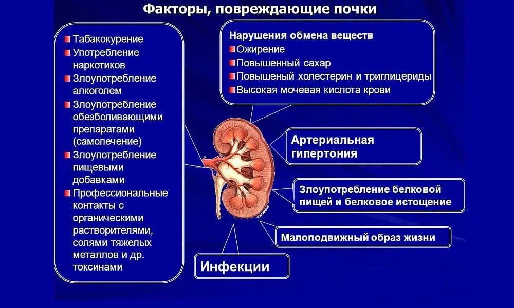 Почки научная статья. Факторы возникновения болезни почек. Патология почек симптомы. Признаки поражения почек.