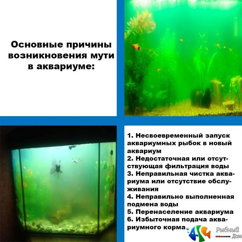 После фильтра вода мутная. Помутнение воды в аквариуме. Почему в аквариуме мутная вода. Мутнеет вода в аквариуме. Почему помутнела вода в аквариуме.