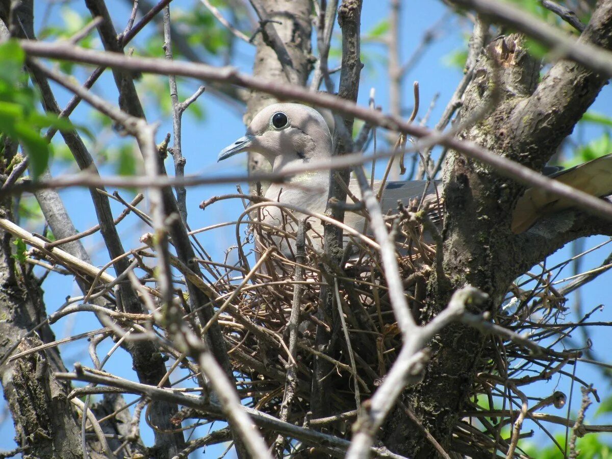 Птичьи гнезда на деревьях. Сойка гнездо птенцы. Сойка птица гнездо. Сойка гнездование. Гнездо для птиц..