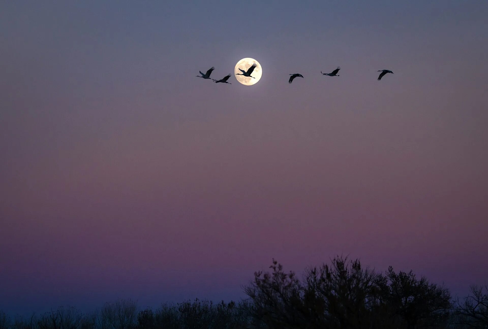 Птица в ночном небе. Птицы в Вечернем небе. Птицы ночью летают. Ночное небо и птицы.