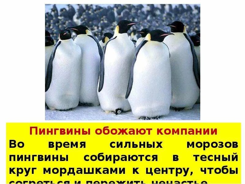 У какого пингвина всегда есть действие. Пингвины презентация. День пингвина презентация. Всемирный день пингвинов презентация. Пингвина презентация о пингвинах.