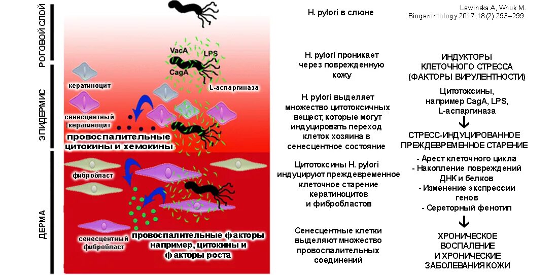 Причины появления хеликобактера. Helicobacter pylori патогенез. Патогенез хеликобактер пилори. Повреждающие факторы Helicobacter pylori.