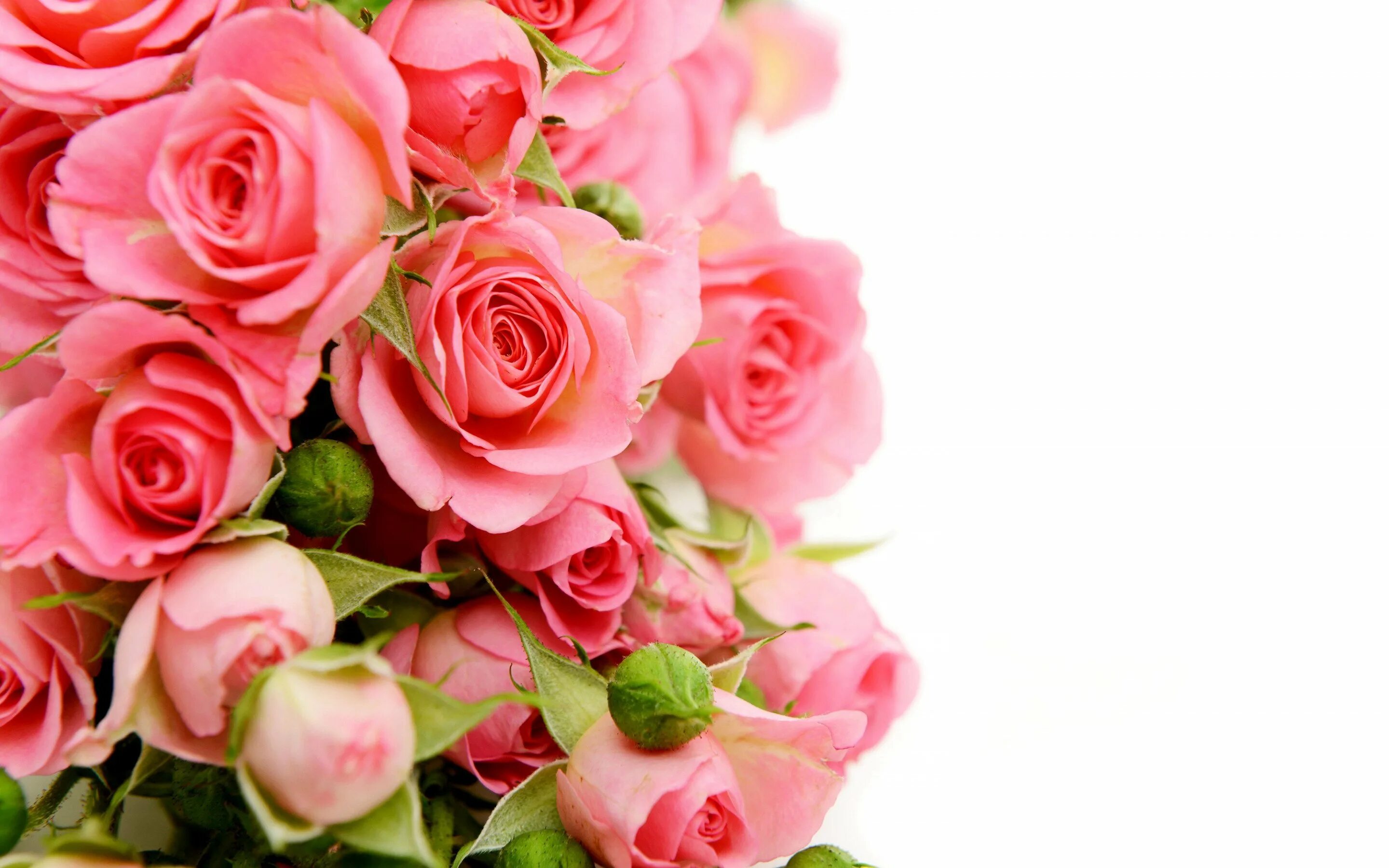 Розовые розы фон. Поздравляю! (Цветок). Поздравление с юбилеем женщине. Открытка "букет".