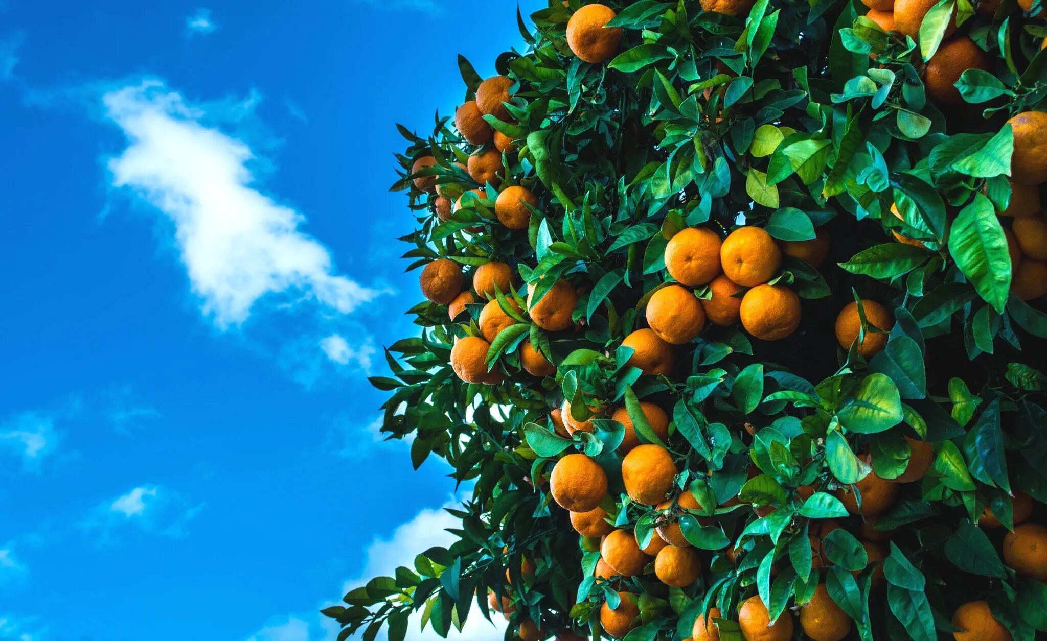 Экран фрукт. Абхазия мандарины на дереве. Мандарин листопадное дерево. Мандариновое дерево: Аджария. Апельсиновое дерево 80см дерево.