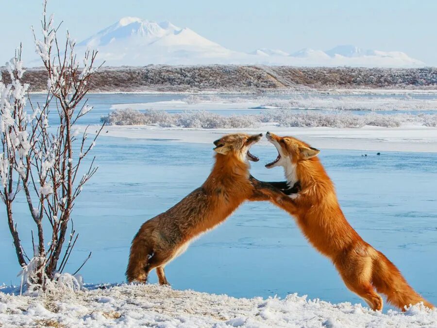 Дикая природа Аляски National Geographic. Животные Аляски. Природа России животные. Лиса в дикой природе. Дикая аляска