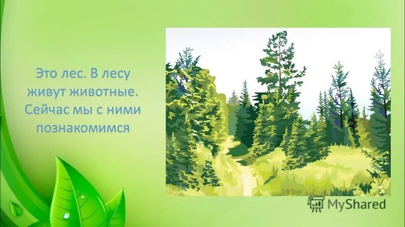Труднопроходимый хвойный лес. Сериал отшельники. Волк картинка. В каком лесу жить. Морган 2016 постер.