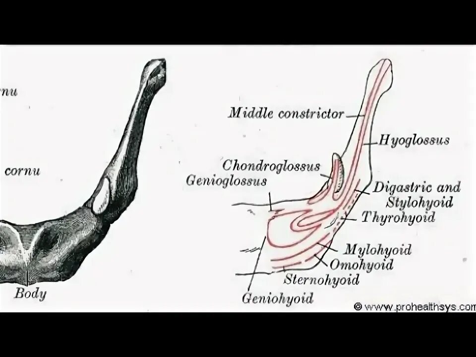 Подъязычная кость анатомия. Подъязычная кость тип кости. Подъязычная кость черепа анатомия. Подъязычная кость рога. Малый рог на латинском.