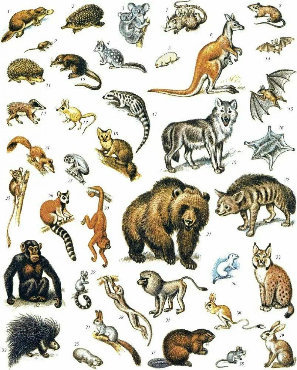 Млекопитающие животные. Много зверей. Множество животных. Млекопитающие звери.