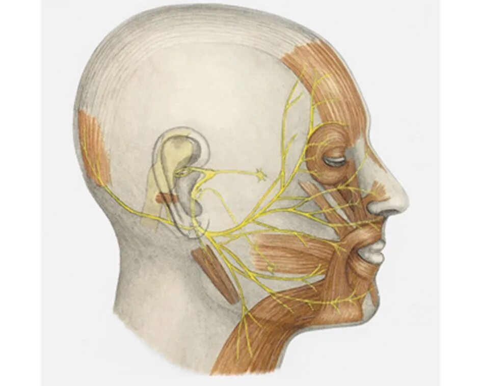 Лицевые нервы человека. Краниальная невропатия. Лицевой нерв интраоперационно. Подкожные нервы лица.