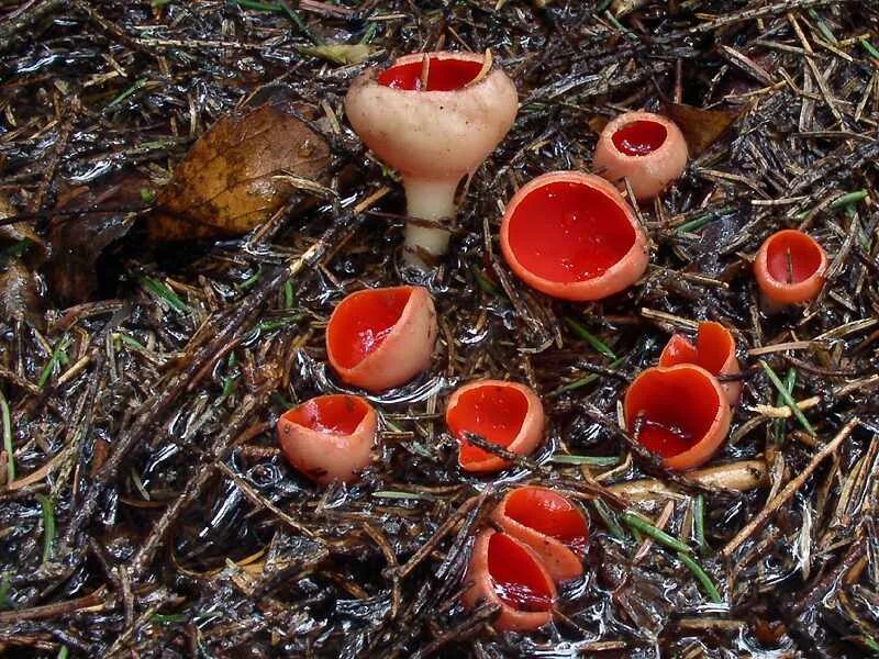 Первые грибы весной название. Весенние грибы съедобные саркосцифа. Весенние грибы саркосцифа. Весенние грибы Подмосковья саркосцифа. Sarcoscypha coccinea.