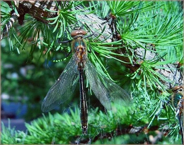 лиственница гмелина. лиственница насекомое. лиственница ольгинская. лиственница насекомое. лиственница сибирская ветроопыляемое растение.