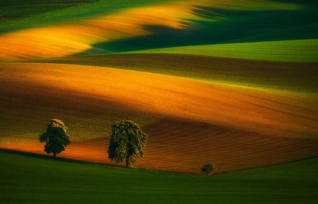 красивый вид поля. комбинированное поле. комбинированное поле. полезащитные лесные насаждения. комбинированное поле.