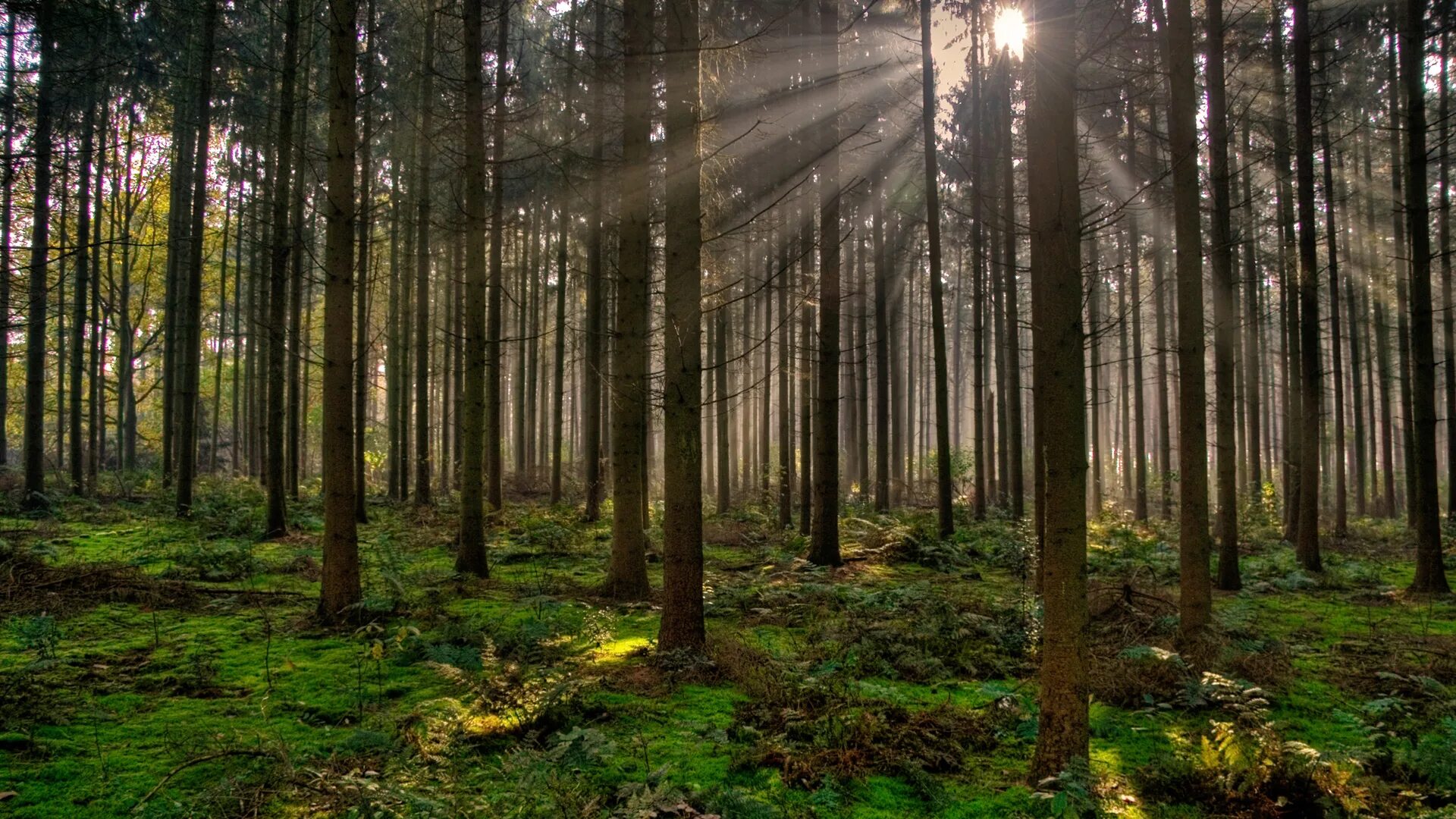 Forest clearing. Беловежская пуща деревья. Форест Сосновый Бор. Природа леса. Красивый Сосновый лес.