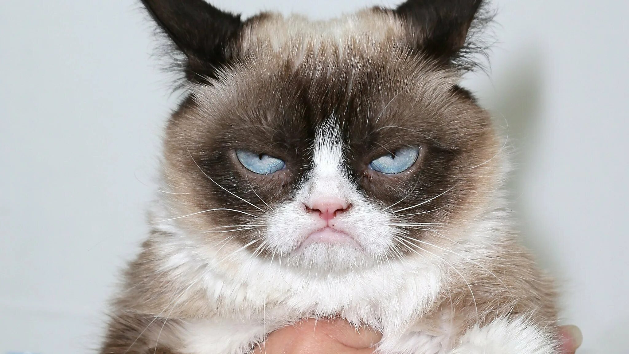 Звуки мемных котов. Грампи Кэт порода. Сердитый кот Grumpy Cat. Хмурый кот. Кот с недовольной мордой.