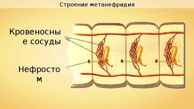 Протонефридии и метанефридии. Строение метанефридия. строение метанефридиев. схема строение метанефридия. метанефридии схема строения.