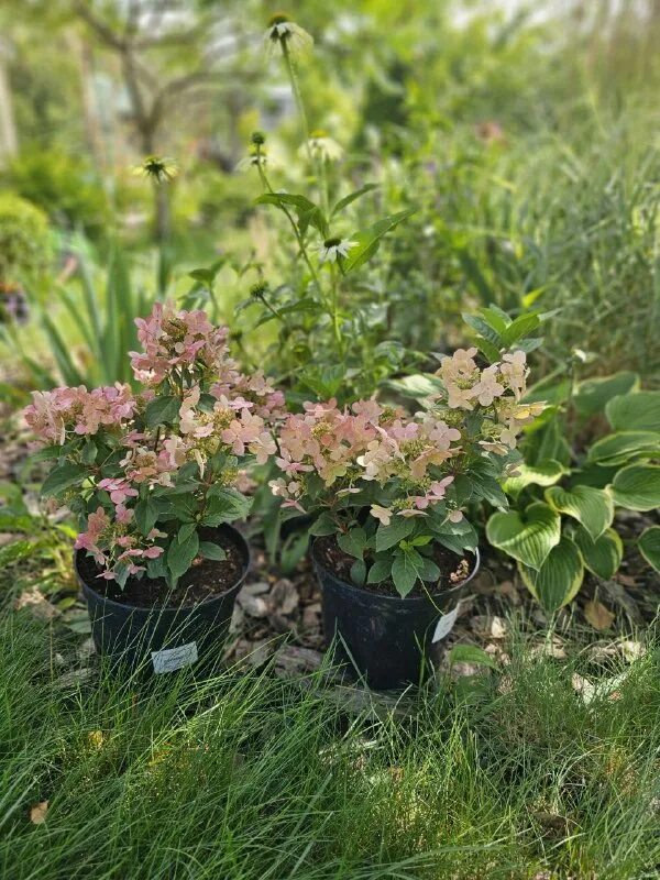 сады беловых воронеж