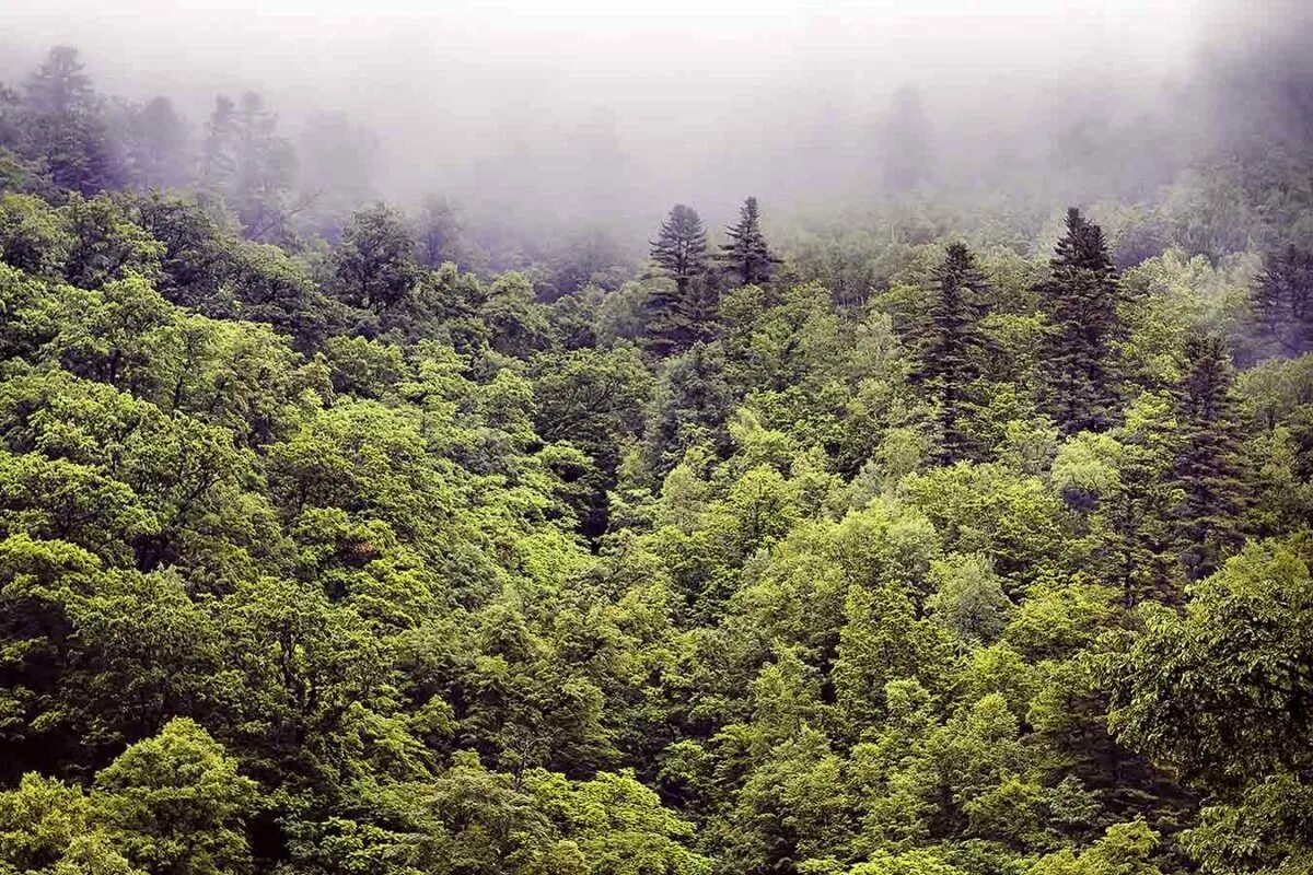 природа уссурийской тайги. дальний восток уссурийская тайга. леса в приморском крае. уссурийская тайга кедр дальневосточный. леса в приморском крае.