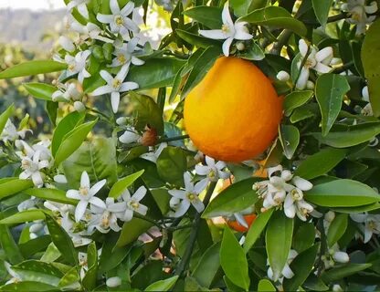 Orange blossom