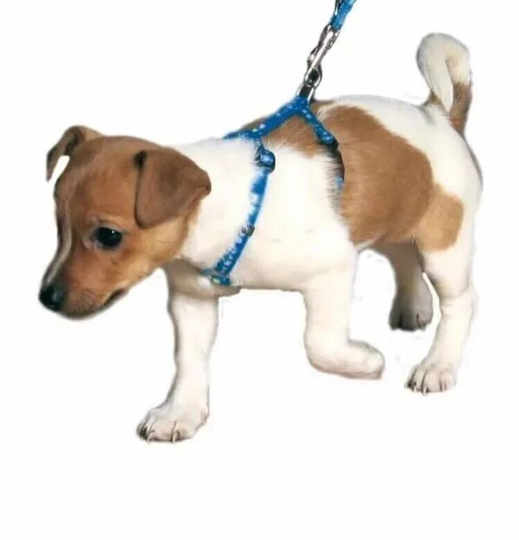 No-pull Pet Dog Harness And Leash Set Nylon Printed Dog Harness Lead For Small M