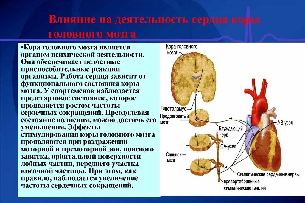 Функциональные состояния головного мозга. Гипоталамус регуляция сердца. Снижение функциональной активности коры головного мозга. Снижение функциональной активности нейронов коры головного мозга. Деятельность сердца.