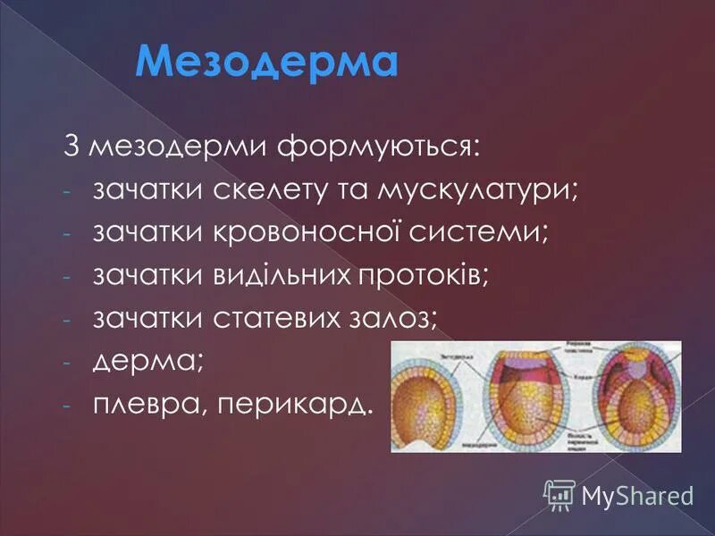 Образование мезодермы. 3 зародышевый листок мезодерма. Мезодерма эктодерма энтодерма эмбрион. Мезодерма. Формирование мезодермы.