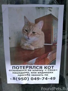 Что делать если потерялся котенок
