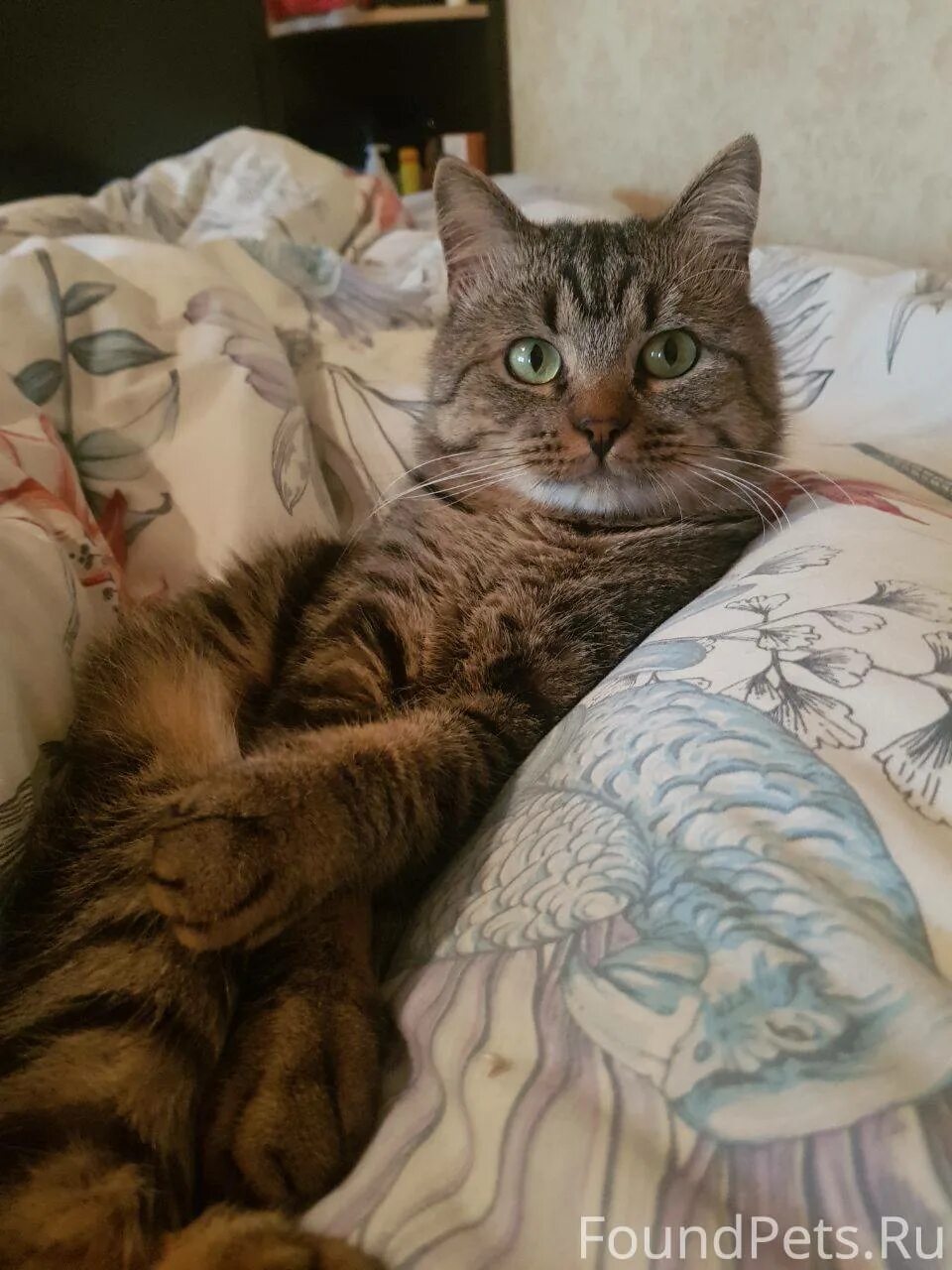 Год кота. Дома из кошек. Потеряшки курск собаки. Кот из курска. 5 лет кошке.