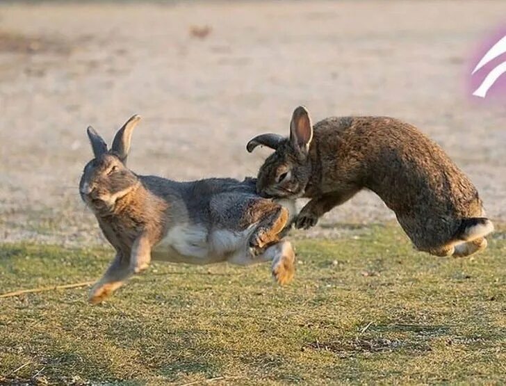 огромный кролик. смешные кролики. смешное про зайца. смешное про зайца. смешные кролики.