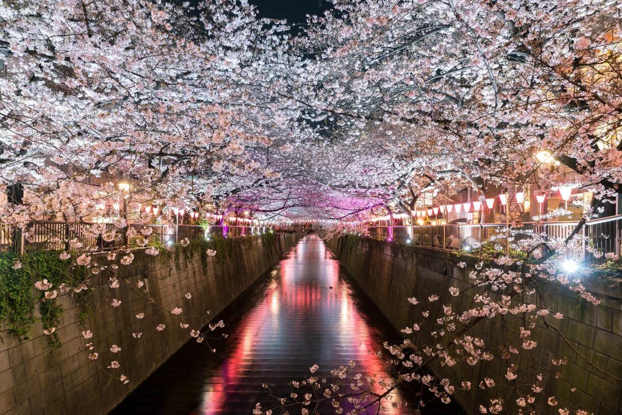 Tokyo blossom