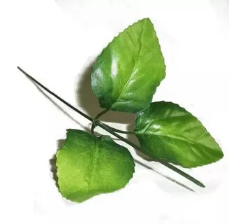 Орган листа яблони