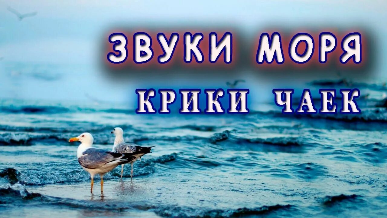 Крик чаек и шум моря. Шум моря и Чайки. Звук моря и чаек. Шум прибоя и пение птиц. Звук чайки слушать