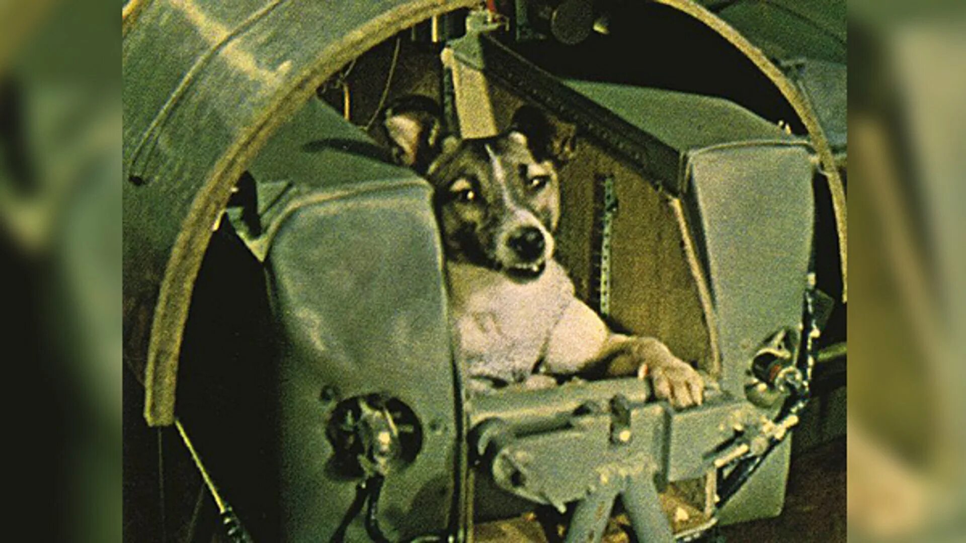 Первое животное совершивший орбитальный полет. Лайка полет в космос. Первое живое существо в космосе. Рассказ первые в космосе полетела собака лайка. Выжила собака лайка в космосе.