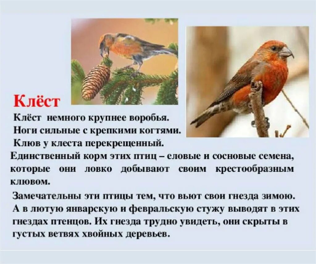 Птицы доклад 8 класс. Клёст птица описание. Сообщение о клесте. Клест описание. Клест сообщение 2 класс.