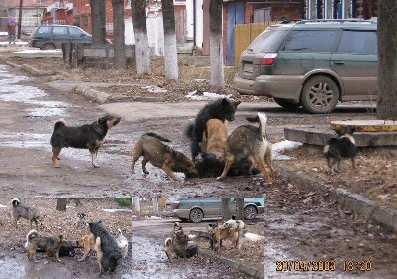 Жизнь собаки на улице. Уличные собаки. Бездомные собаки.
