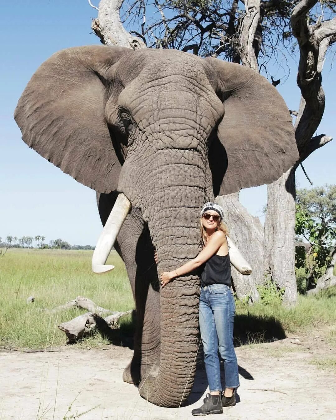 Слоны какой слон крупнее. Африканский саванный слон. Африканский саванный слон рост. Самый большой слон. Гигантские слоны.
