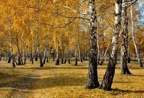 Сколько берез в парке