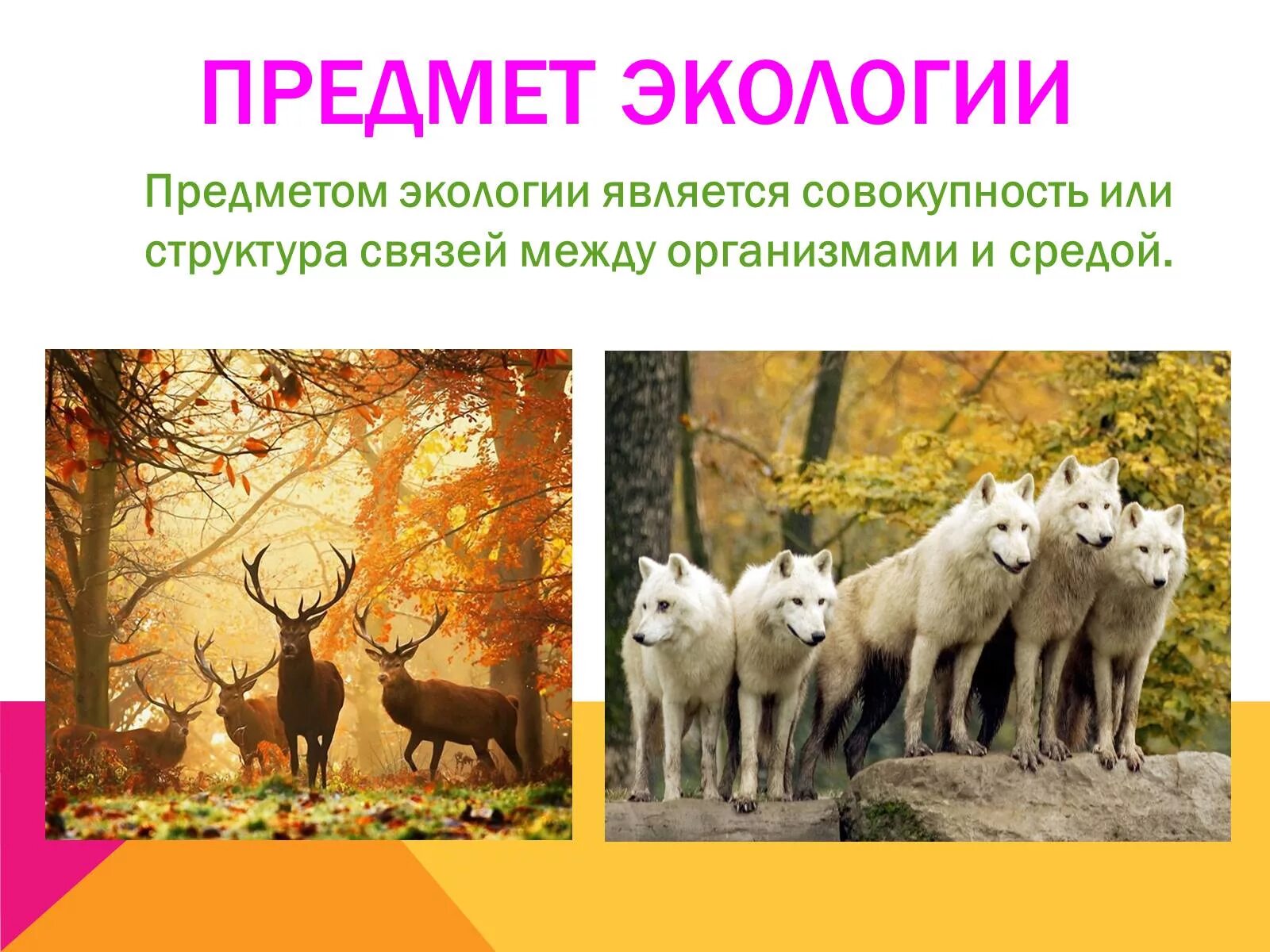 Объекты исследования экологии. Предмет экологии. Предметом экологии является. Предмет и объект экологии. Предметы окружающий среды.