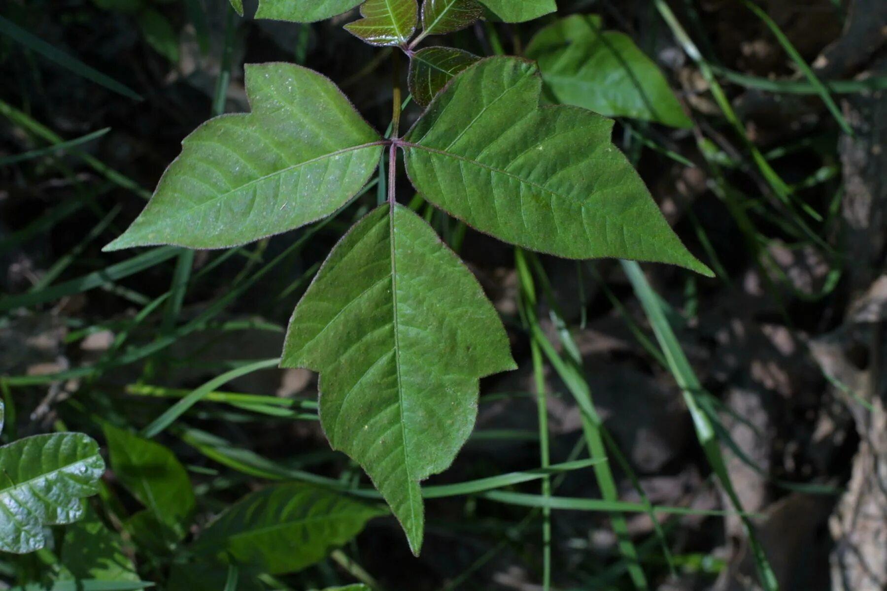 Poison plant. Плющ токсикодендрон. Rhus Toxicodendron растение. Токсикодендрон укореняющийся. Ядовитый плющ Toxicodendron.