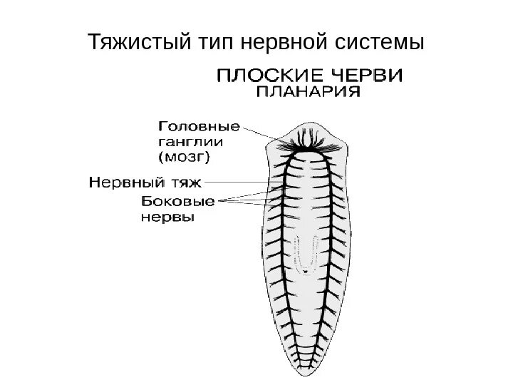 Тип нервной системы у планарии. Лестничная нервная система планарии. Схема нервной системы плоских червей. Диффузная нервная система у плоских червей.