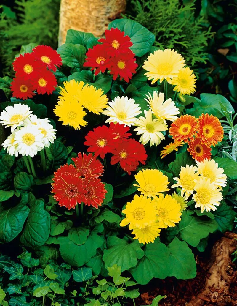 растения наложенным платежом. маранта микс. растения наложенным платежом. растения наложенным платежом. мускари валери финнис.