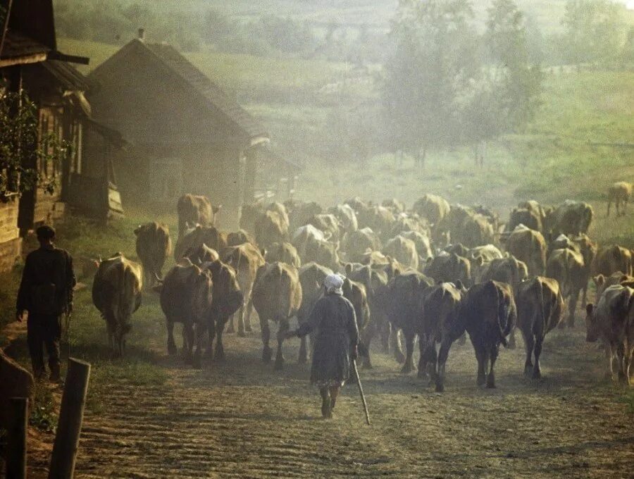 Жизнь в деревнях ссср. Советская деревня. Стадо коров в деревне. Коровы в деревне. Раннее утро в деревне.