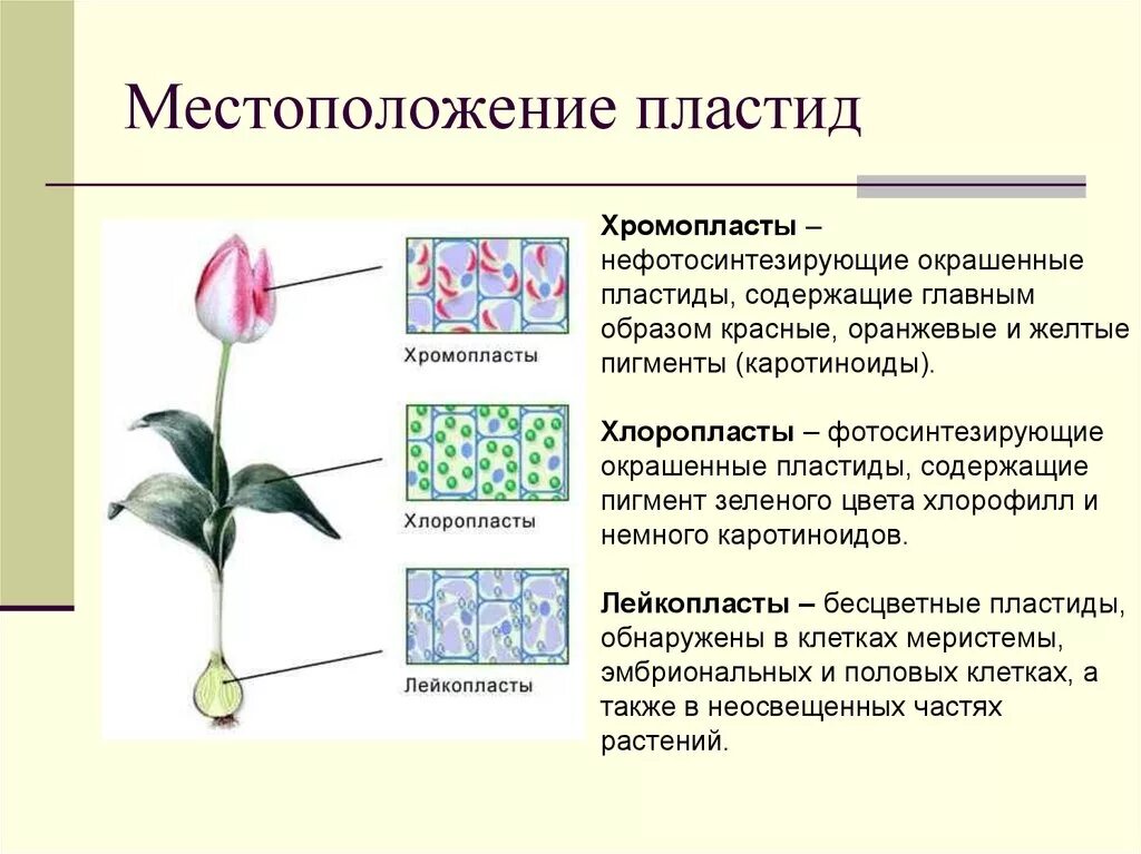 Хлоропласты лейкопласты хромопласты цвета. Хлоропласты хромопласты лейкопласты. Пластиды: хлоропласты, хромопласты, лейкопласты. Пигменты пластид.. Пластиды типы пластид пигменты. Лейкопласты в растительной клетке