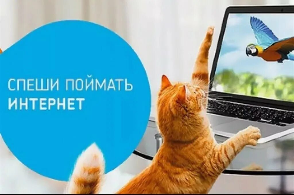 Интернет ловит сайт. Ловлю интернет. ловит интернет провайдер.